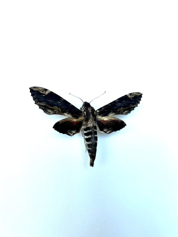 Erinnys Lassauxii Naturalisé - Sphinx Rare Tropical Pour Collection – Image 2