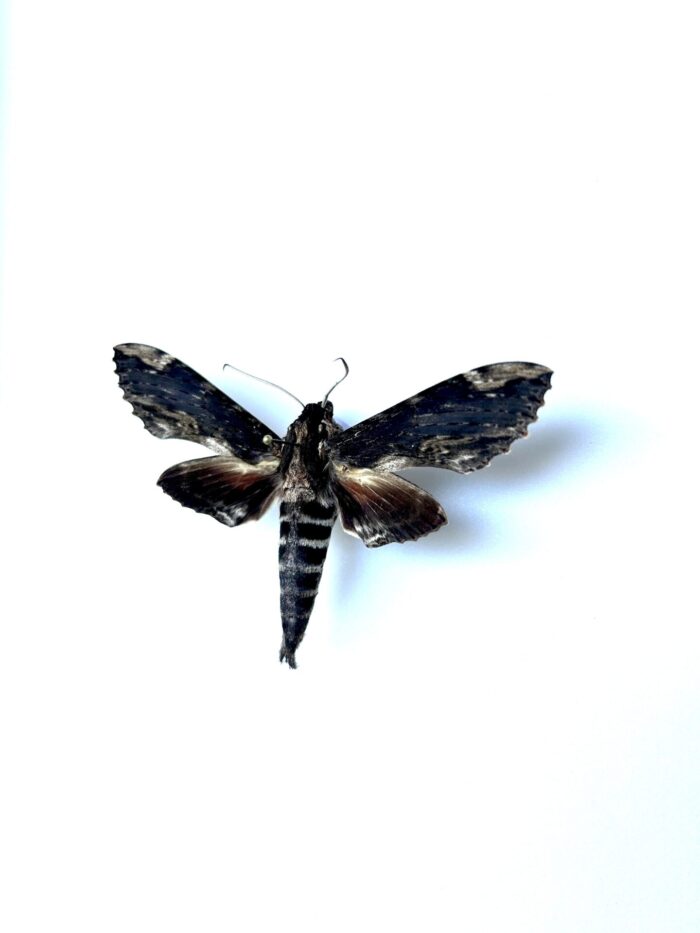 Erinnys Lassauxii Naturalisé - Sphinx Rare Tropical Pour Collection – Image 3