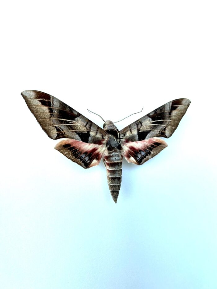 Eumorpha Typhon - Grand Papillon Sphinx Naturalisé - Collection – Image 2