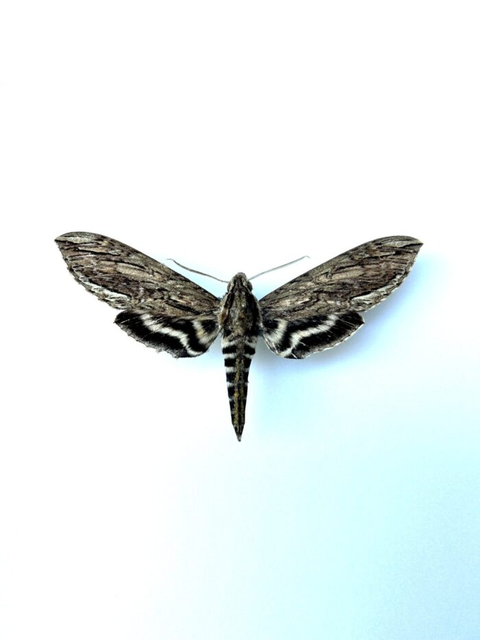 Lintnera Merops - Lépidoptère tropical sphinx rare naturalisé