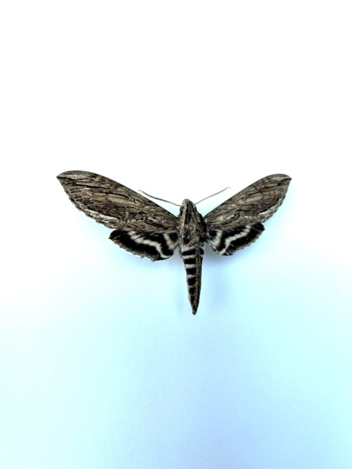 Lintnera Merops - Lépidoptère tropical sphinx rare naturalisé – Image 2