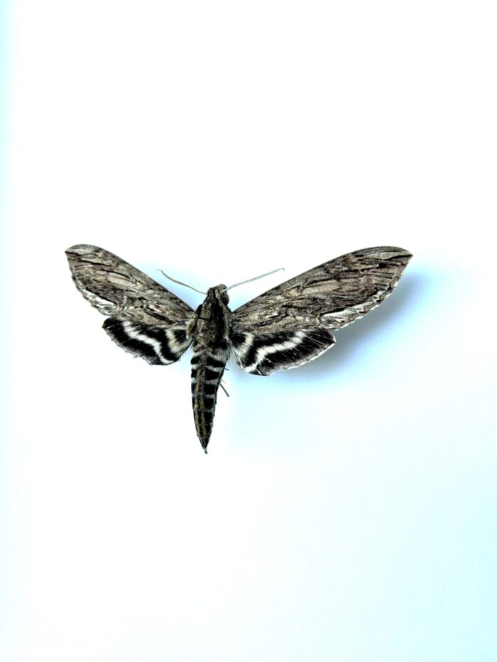 Lintnera Merops - Lépidoptère tropical sphinx rare naturalisé – Image 3