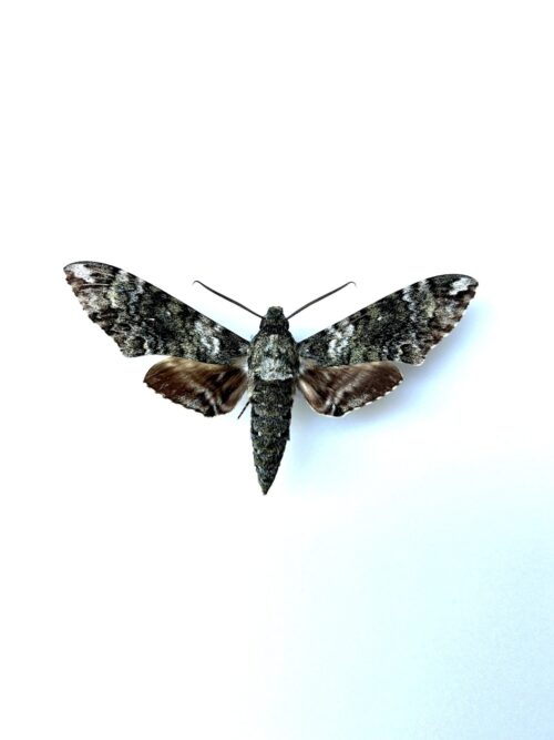 Manduca Coralina Naturalisé - Papillon De Nuit Sphinx Exotique