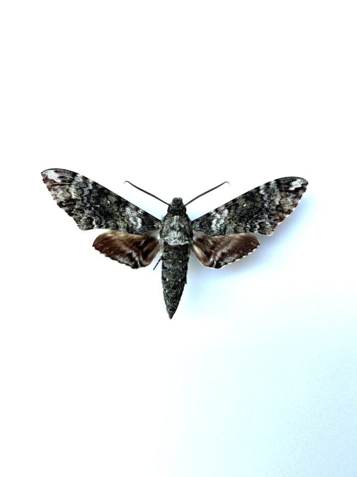 Manduca Coralina Naturalisé - Papillon De Nuit Sphinx Exotique