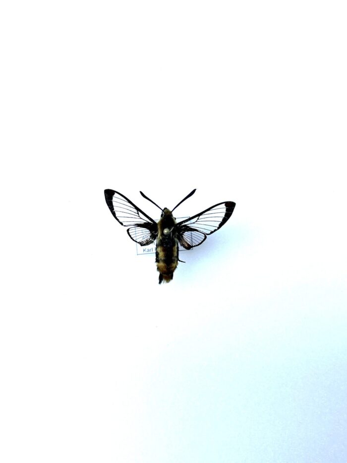 Hemaris Aethra - Rare Sphinx Naturalisé - Parfait Pour Collection