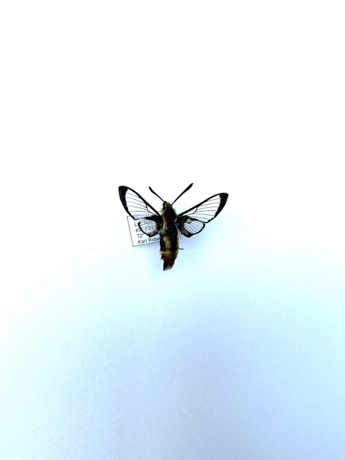 Hemaris Aethra - Rare Sphinx Naturalisé - Parfait Pour Collection – Image 2