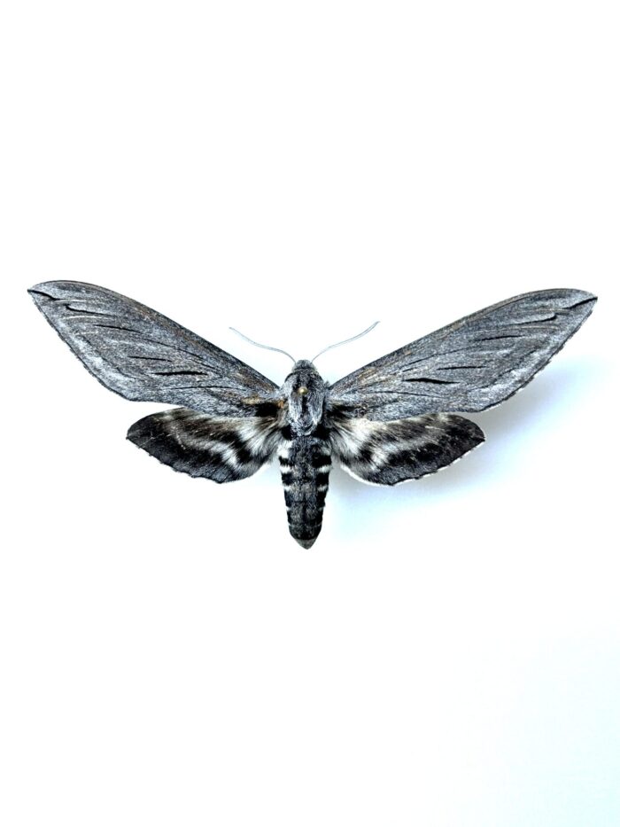 Sphinx Chersis Naturalisé - Grand Papillon Nocturne Pour Collection