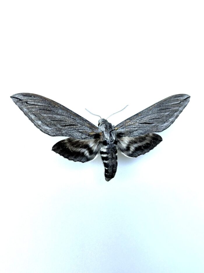 Sphinx Chersis Naturalisé - Grand Papillon Nocturne Pour Collection – Image 2