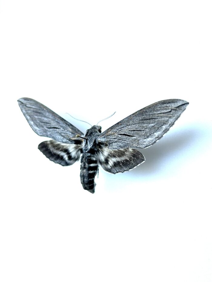 Sphinx Chersis Naturalisé - Grand Papillon Nocturne Pour Collection – Image 3