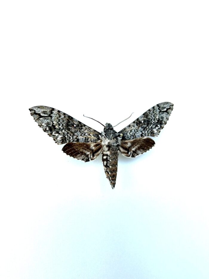 Manduca Tucumana - Spécimen Rare De Sphinx Naturalisé – Image 2