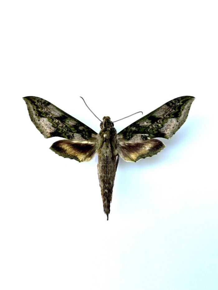 Xylophanes Fusimaculata - Papillon sphinx aux ailes fuselées