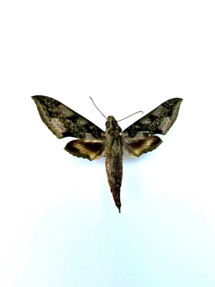 Xylophanes Fusimaculata - Papillon sphinx aux ailes fuselées – Image 2
