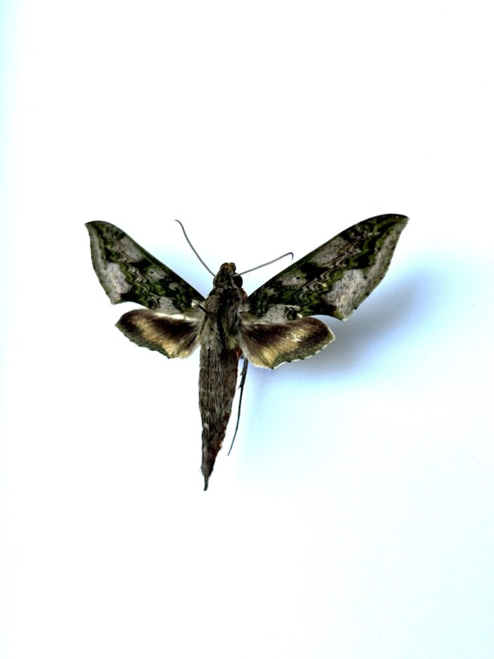 Xylophanes Fusimaculata - Papillon sphinx aux ailes fuselées – Image 3