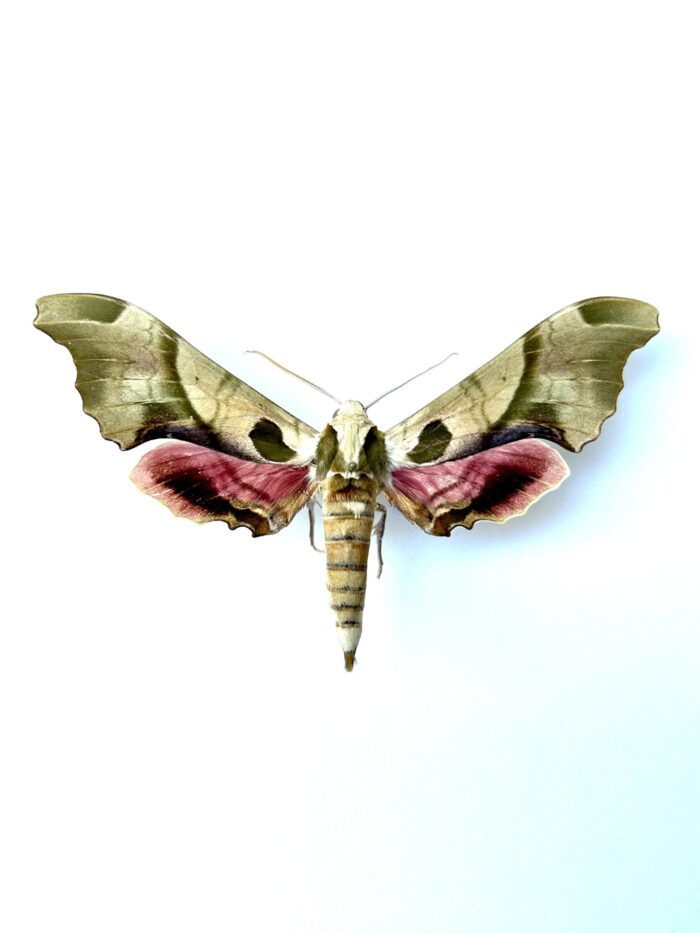 Adhemarius Globifer - Grand Lépidoptère Naturalisé Pour Collection
