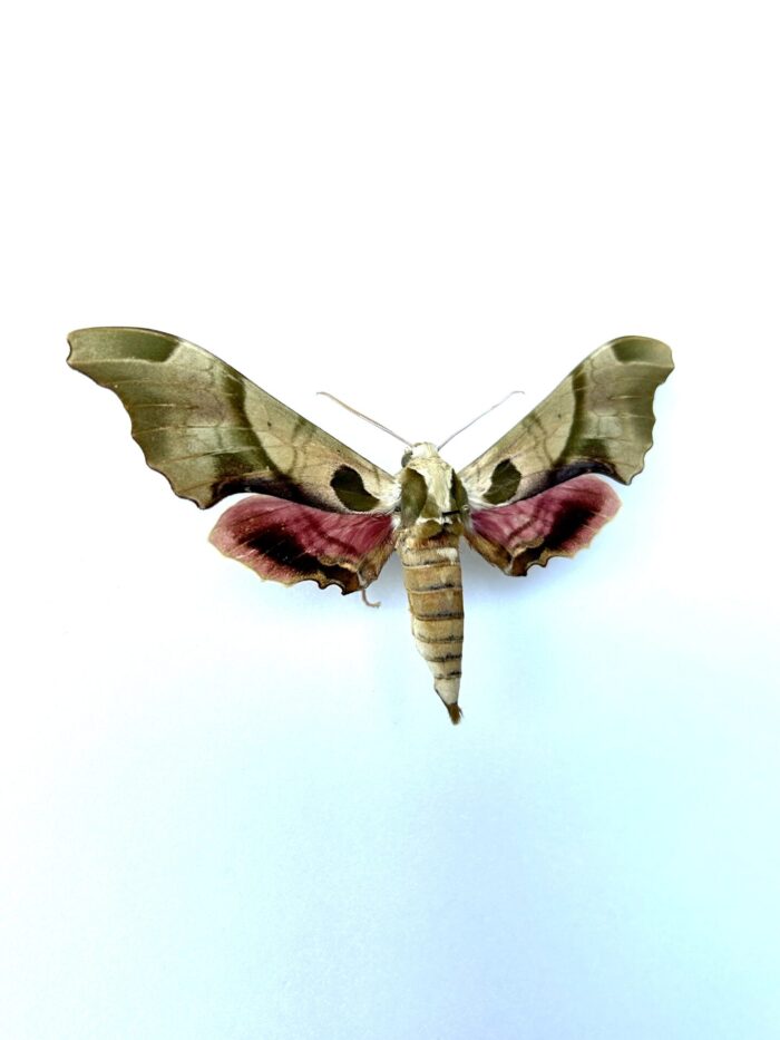 Adhemarius Globifer - Grand Lépidoptère Naturalisé Pour Collection – Image 2