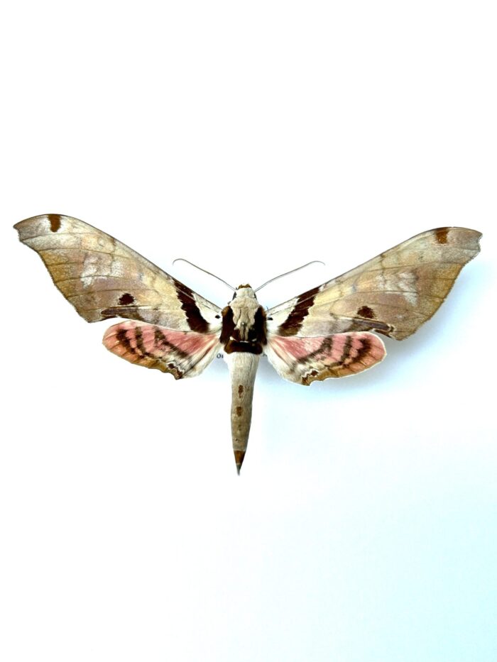 Adhemarius Jamaicensis - Sphinx Naturalisé Des Caraïbes Rare