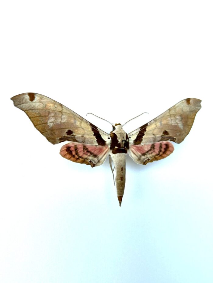 Adhemarius Jamaicensis - Sphinx Naturalisé Des Caraïbes Rare – Image 2