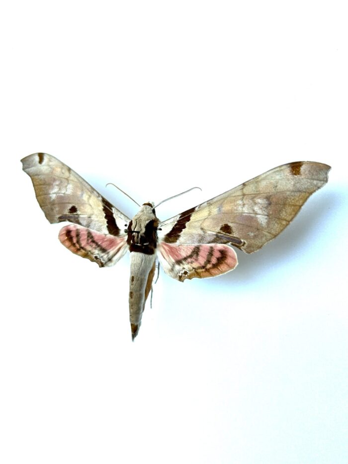 Adhemarius Jamaicensis - Sphinx Naturalisé Des Caraïbes Rare – Image 3