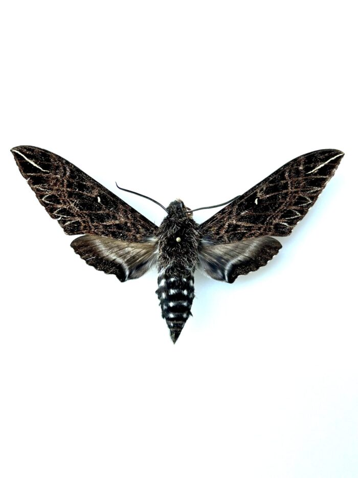 Euryglottis Dognini - Papillon Nocturne Sphinx Tropical Naturalisé