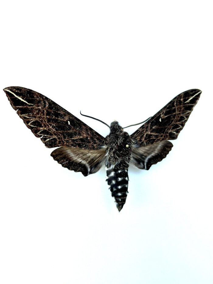 Euryglottis Dognini - Papillon Nocturne Sphinx Tropical Naturalisé – Image 2