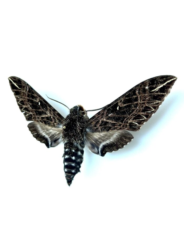 Euryglottis Dognini - Papillon Nocturne Sphinx Tropical Naturalisé – Image 3
