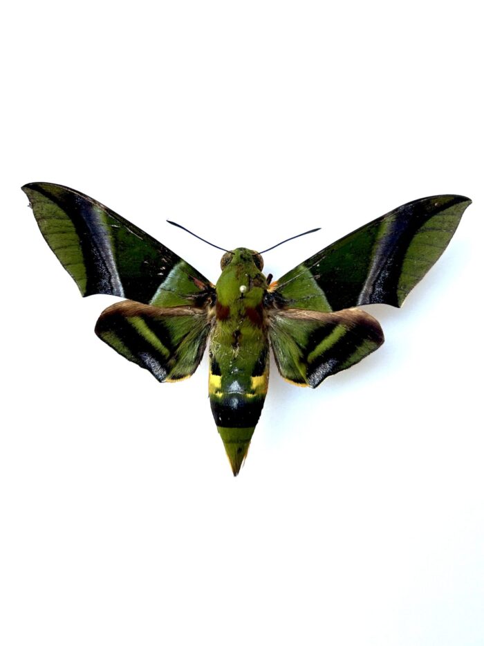 Oryba Kadeni - Grand Papillon Sphinx Vert Naturalisé