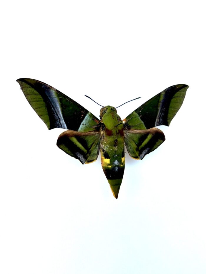 Oryba Kadeni - Grand Papillon Sphinx Vert Naturalisé – Image 2