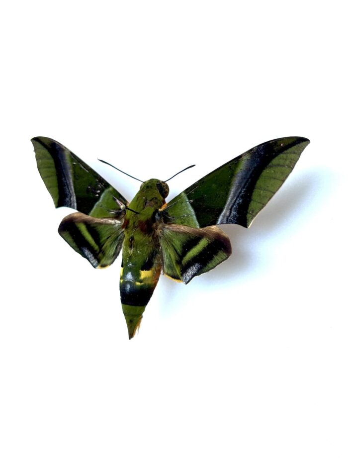 Oryba Kadeni - Grand Papillon Sphinx Vert Naturalisé – Image 3