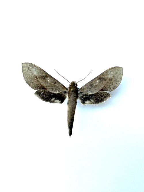 Xylophanes Rhodocera - Sphinx Naturalisé Pour Collection