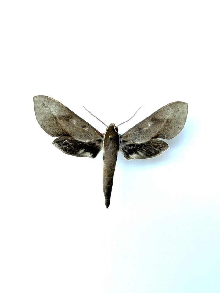 Xylophanes Rhodocera - Sphinx Naturalisé Pour Collection
