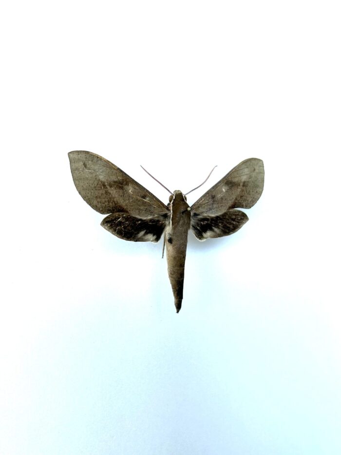 Xylophanes Rhodocera - Sphinx Naturalisé Pour Collection – Image 2