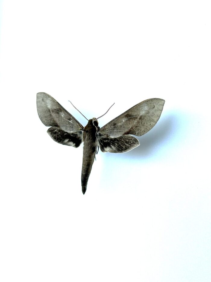 Xylophanes Rhodocera - Sphinx Naturalisé Pour Collection – Image 3