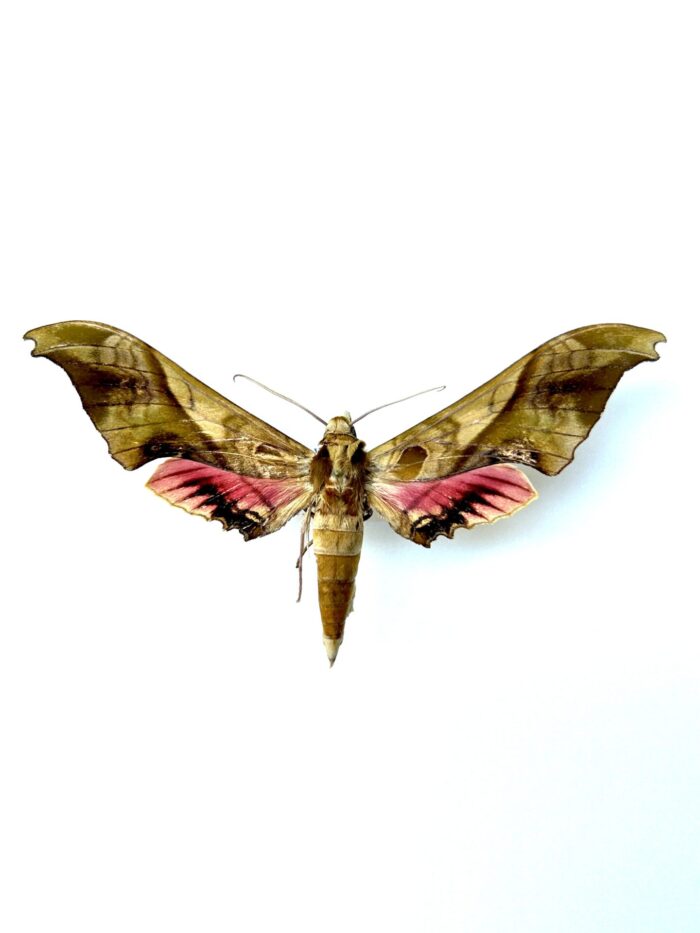 Adhemarius Mexicanus - Grand Sphinx Naturalisé Du Mexique