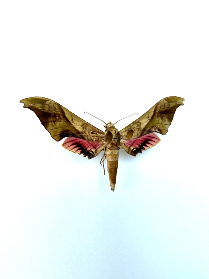 Adhemarius Mexicanus - Grand Sphinx Naturalisé Du Mexique – Image 2