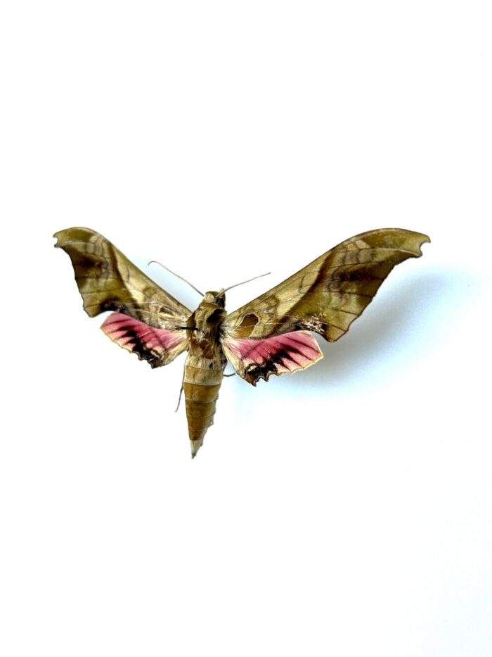 Adhemarius Mexicanus - Grand Sphinx Naturalisé Du Mexique – Image 3