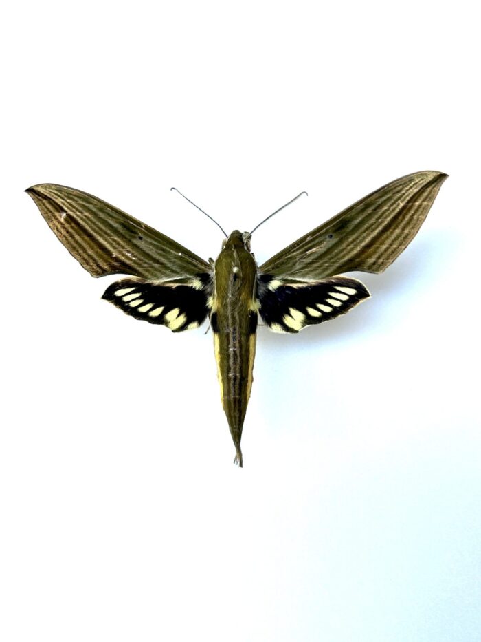 Euchloron Megaera - Sphinx Vert Africain Naturalisé Pour Collection
