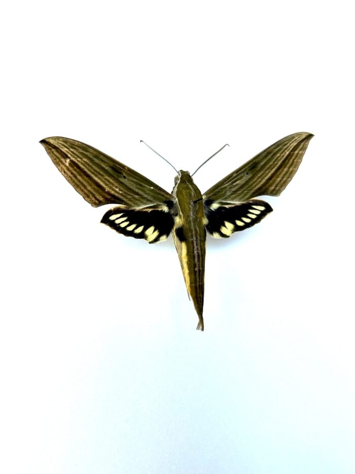 Euchloron Megaera - Sphinx Vert Africain Naturalisé Pour Collection – Image 2
