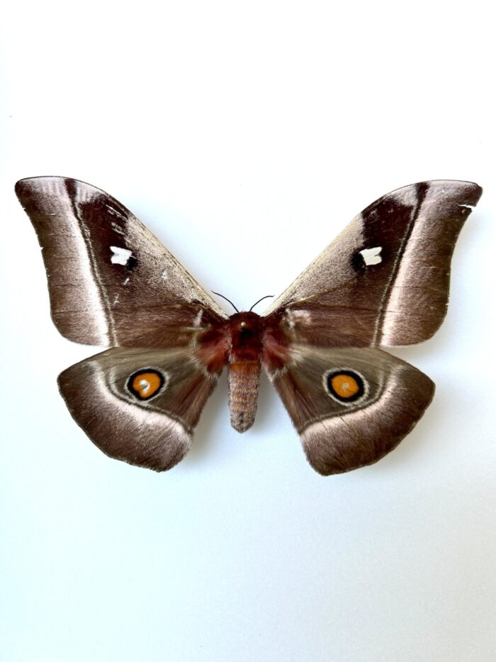 Bunea Alcinoe - Grand Papillon Africain Saturnidae Naturalisé