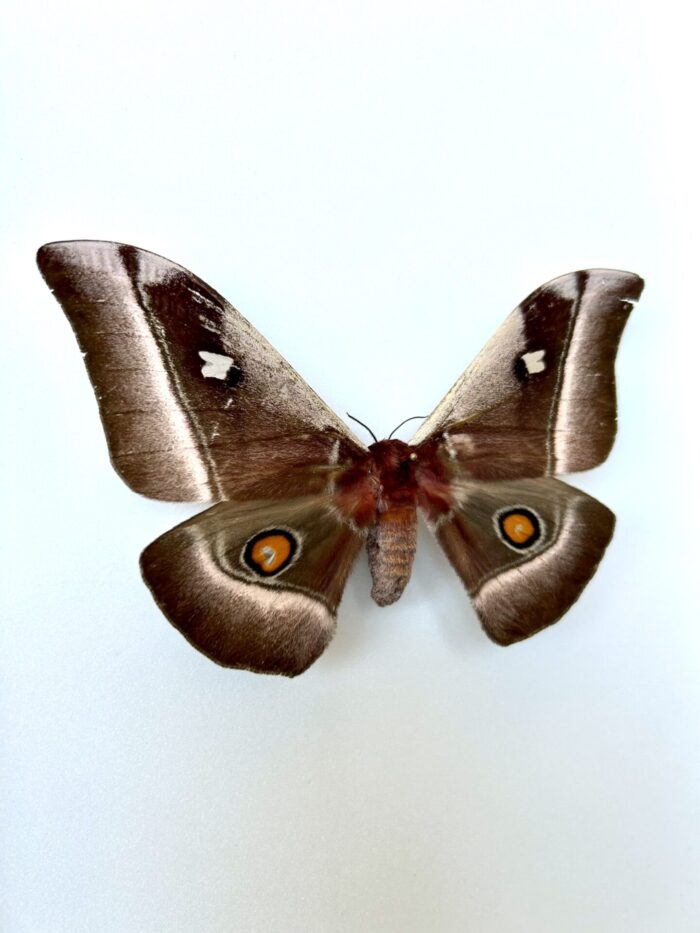 Bunea Alcinoe - Grand Papillon Africain Saturnidae Naturalisé – Image 2