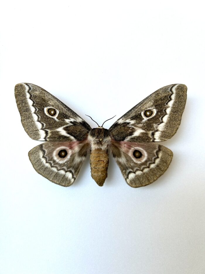 Gobimbrasia Tyrhaea - Papillon De Nuit Géant Africain Rare Naturalisé