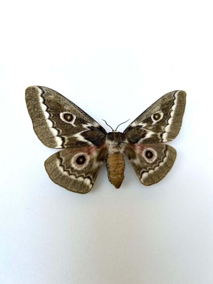 Gobimbrasia Tyrhaea - Papillon De Nuit Géant Africain Rare Naturalisé – Image 2
