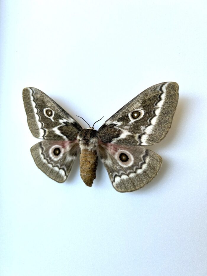 Gobimbrasia Tyrhaea - Papillon De Nuit Géant Africain Rare Naturalisé – Image 3