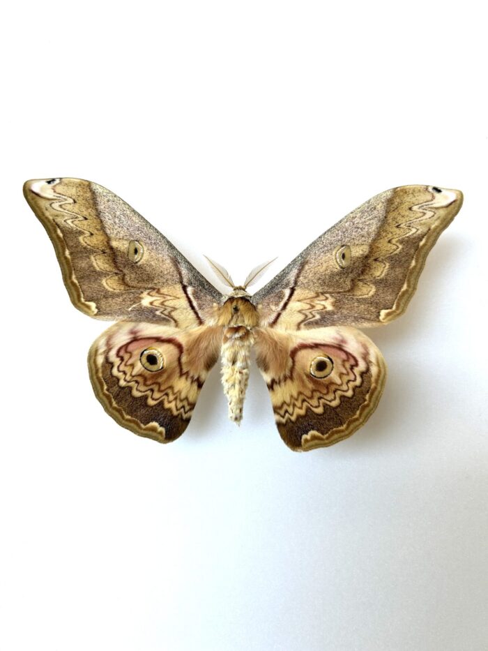 Calligula Thibeta - Papillon Saturnidae d'Asie Naturalisé