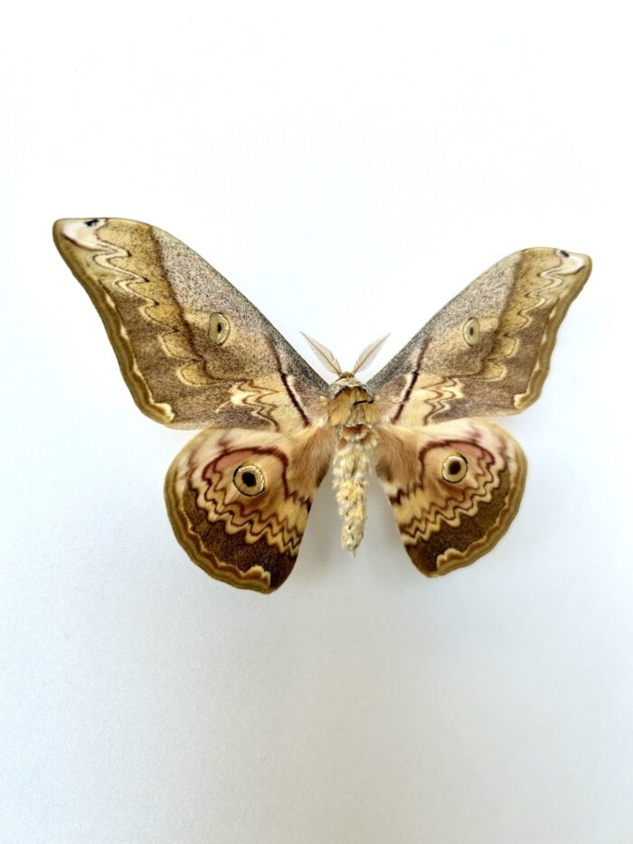 Calligula Thibeta - Papillon Saturnidae d'Asie Naturalisé – Image 2