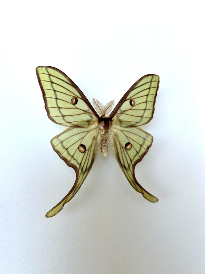 Hybride Actias Isa x Actias Luna - Papillon Lunaire Hybride – Image 2