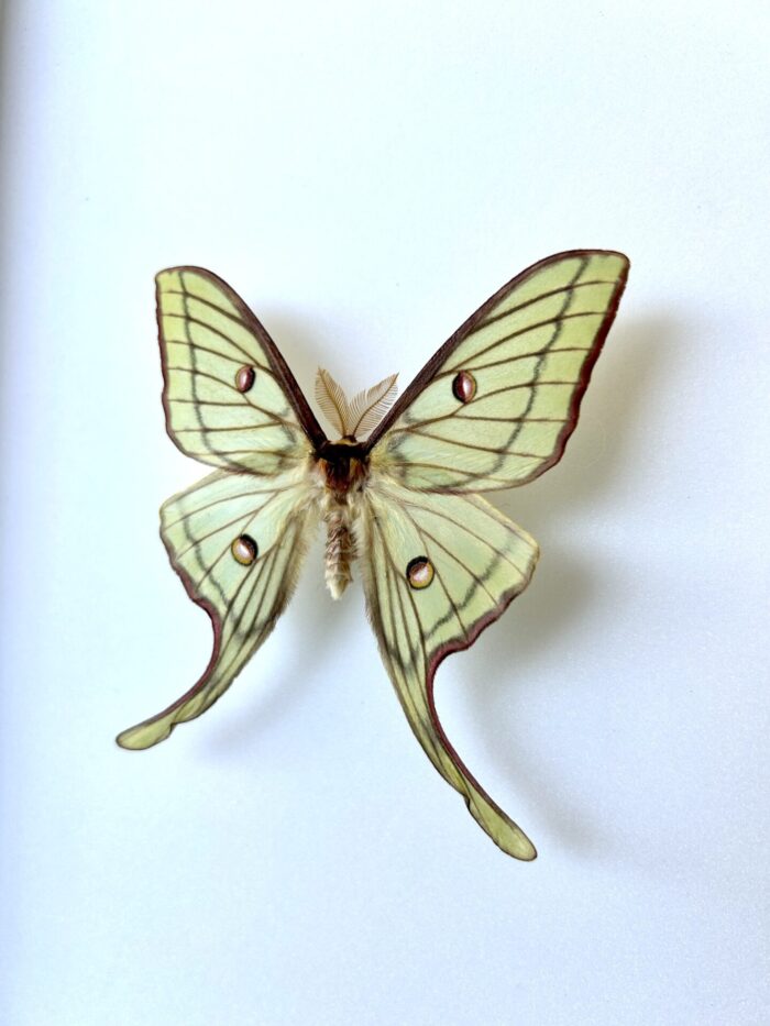 Hybride Actias Isa x Actias Luna - Papillon Lunaire Hybride – Image 3