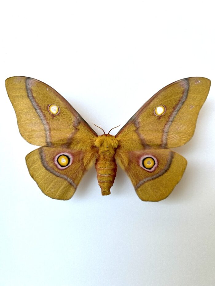 Gonimbrasia Krucki - Papillon De Nuit Géant Africain Rare Naturalisé