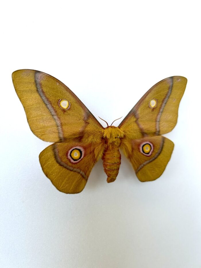 Gonimbrasia Krucki - Papillon De Nuit Géant Africain Rare Naturalisé – Image 2