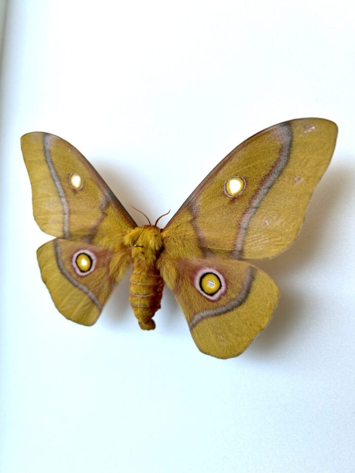 Gonimbrasia Krucki - Papillon De Nuit Géant Africain Rare Naturalisé – Image 3