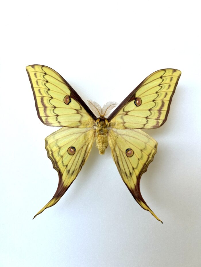 Papillon naturalisé hybride Actias Isa x Actias Sinensis, ailes vert pâle étalées avec longues queues